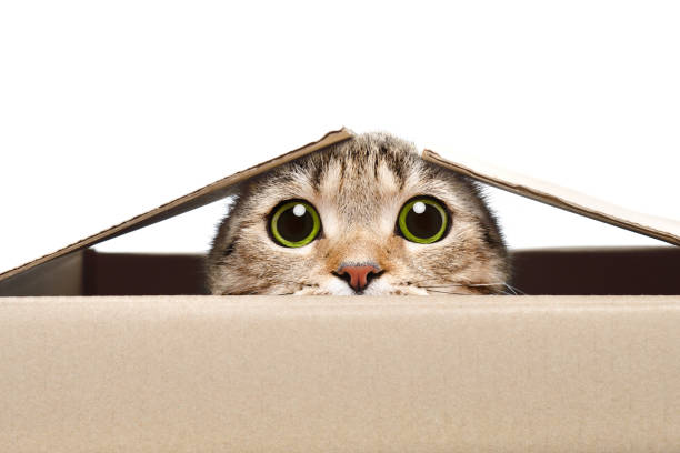 Portrait of a funny cat looking out of the box Portrait of a funny cat looking out of the box Isolated on white background eye catching stock pictures, royalty-free photos & images