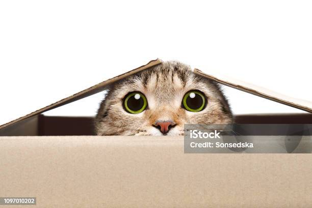 Portrait Of A Funny Cat Looking Out Of The Box Stock Photo - Download Image Now - Domestic Cat, Humor, Animal