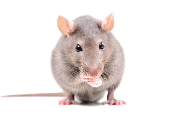 Portrait of a funny little rat stock photo