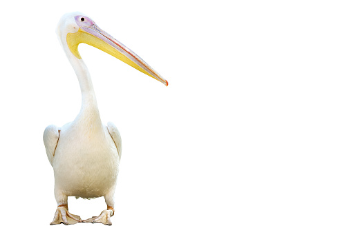 Portrait of great white pelican (also known as the eastern white pelican, rosy pelican or white pelican) on lake shore.