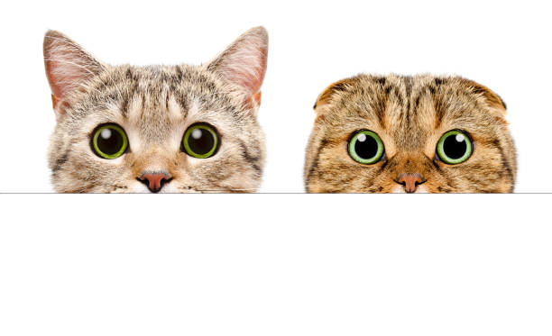 Portrait of a two cats peeking from behind a banner stock photo