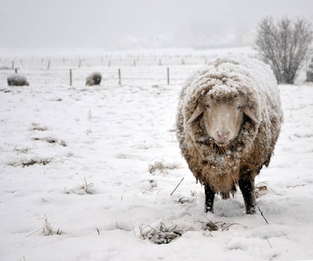 istock Sheep in winter covered with snow on white background 1097010706