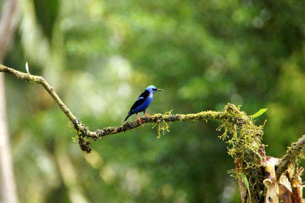 istock red legged honeycreeper - Costa Rica 1097015266