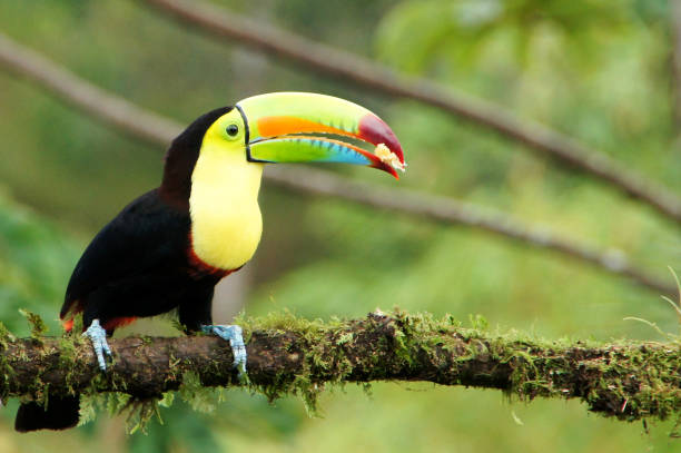 istock Toucan - Costa Rica 1097015318