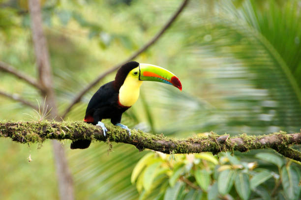 istock Toucan - Costa Rica 1097015692