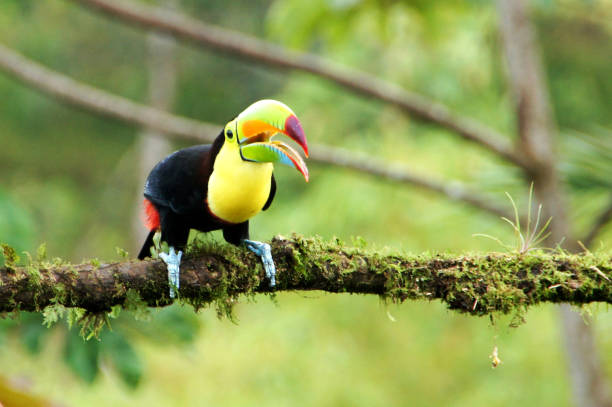 istock Toucan - Costa Rica 1097015864