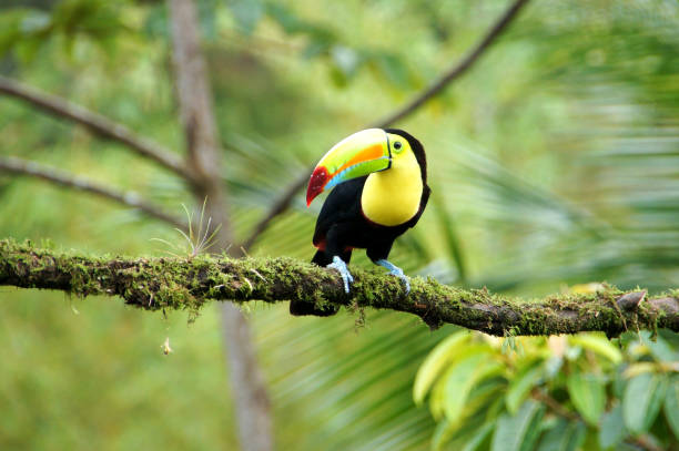istock Toucan - Costa Rica 1097016084
