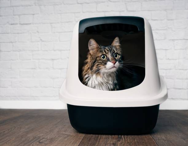 maine coon gato lindo sentado en una caja llitter cerrada y mirada curiosa hacia los lados. - longhair cat fotografías e imágenes de stock