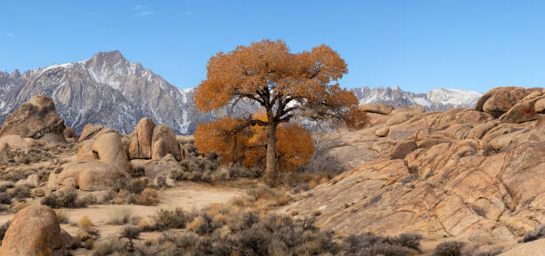 a tree with autumn color at alabama hills, lone pine. - nevada pine tree autumn landscape imagens e fotografias de stock