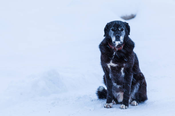 le chien sans abri ou perdu dans la rue dans la journée nuageuse froids d’hiver, assis sur la neige - tyke photos et images de collection