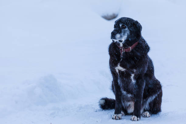 le chien sans abri ou perdu dans la rue dans la journée nuageuse froids d’hiver, assis sur la neige - tyke photos et images de collection