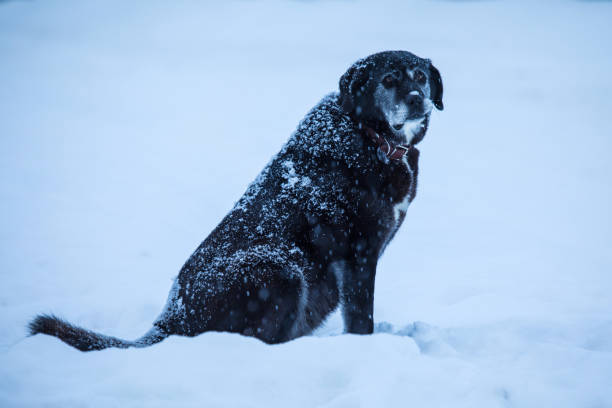 le chien sans abri ou perdu dans la rue dans la journée nuageuse froids d’hiver, assis sur la neige - tyke photos et images de collection