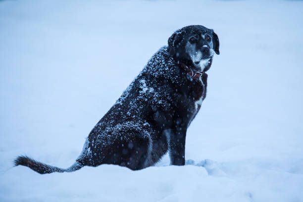 бездомная или потерянная собака на городской улице в холодную зиму пасмурный день сидит на снегу - tyke стоковые фото и изображения
