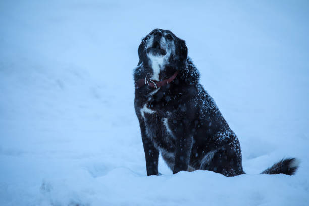 le chien sans abri ou perdu dans la rue dans la journée nuageuse froids d’hiver, assis sur la neige - tyke photos et images de collection