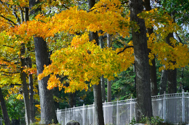 Autumn Colors, Harbor Springs, Michigan