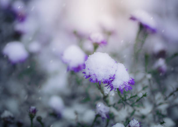 istock Snow-covered flowers alpine aster. 1097032748