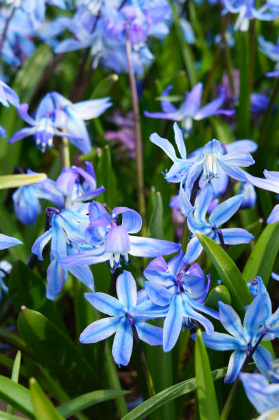 istock Blue scilla siberica or siberian squill small spring flowers 1097035564