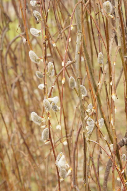 istock Blossoming of a willow or salix plant 1097036598