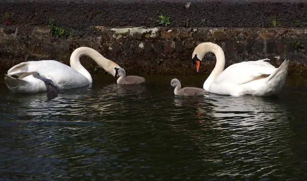 Baby swans with their parents at Royal Canal, Dublin
