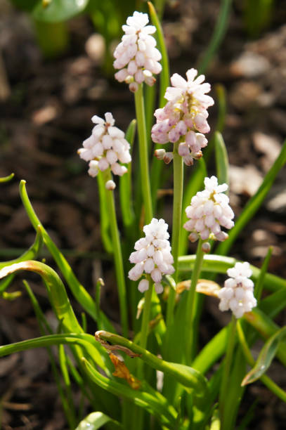 istock Spring muscari flowers pink sunrise 1097037118