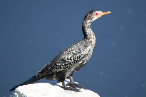 istock Juvenile Reed Cormorant 1097037124