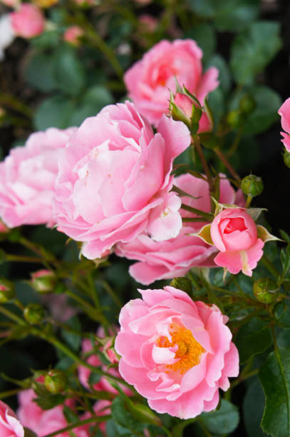 istock Two-tone pink sommerwind rose flowers 1097037126