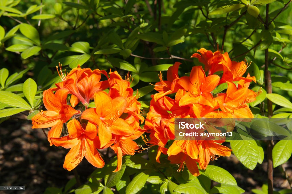 Rhododendron Azalea Orange Bright Flowers With Green Fooliage Stock Photo -  Download Image Now - iStock