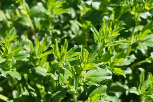 istock Stevia rebaudiana herb leaves 1097038718