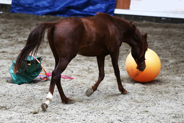 istock Young horses playing with balls in riding hall indoors 1097041364