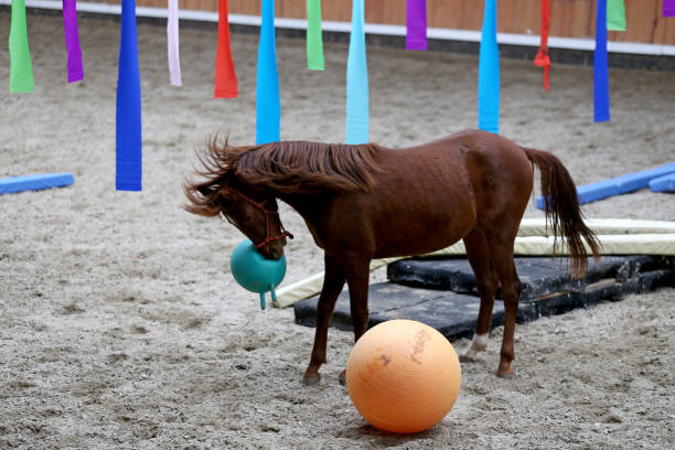 istock Young horses playing with balls in riding hall indoors 1097041374