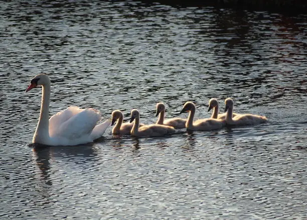 Swan children learn the basics