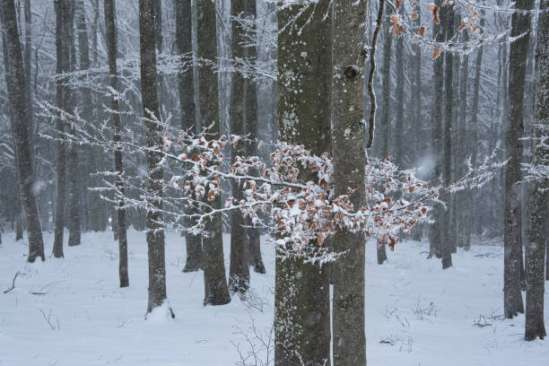 istock last leaves with white snow 1097042318