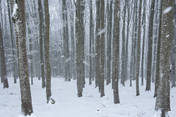 Winter branches covered with snow