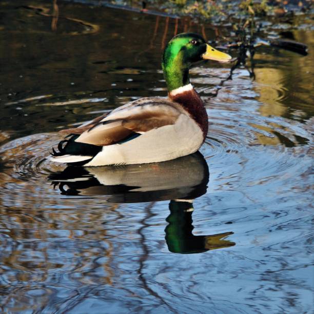 istock A picture of a Mallard 1097043236