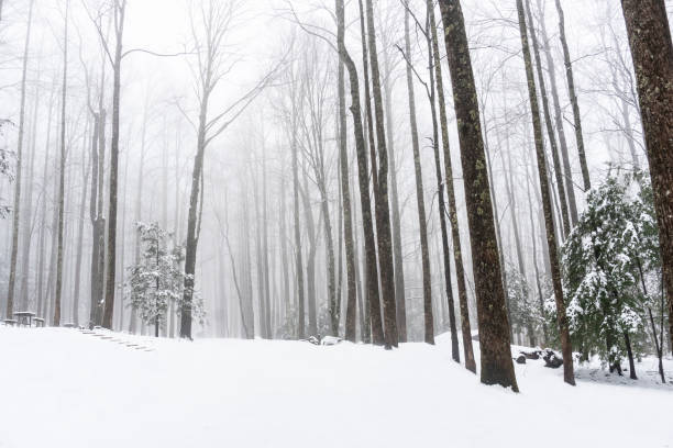 fog, snow, parks