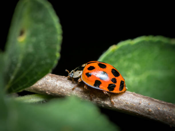 An adult Asian ladybeetle An adult Asian ladybeetle (Harmonia axyridis, Coccinellidae) sitting on a small twig harmonia stock pictures, royalty-free photos & images