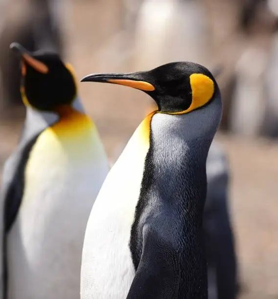 King and Gentoo Penguins