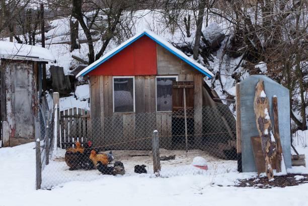 wooden chicken coop with hens in the yard behind the mesh of the fence in white snow rural wooden chicken coop with hens in the yard behind the mesh of the fence in white snow winter chicken coop stock pictures, royalty-free photos & images