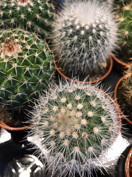 istock Cactuses in pots for sale 1097060166