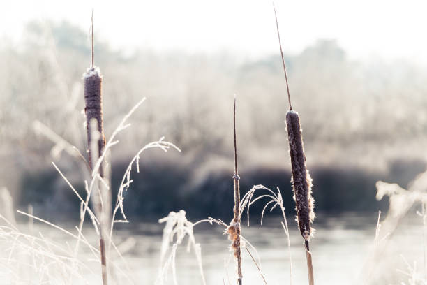 istock Water reeds in hoarfrost 1097061376