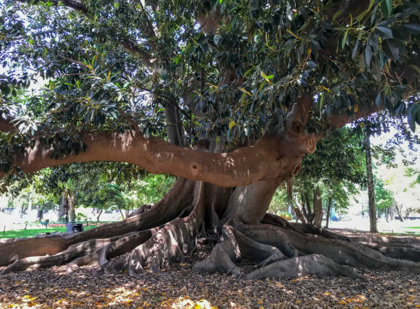 istock Ombu Tree in Buenos Aires Argentina 1097062982