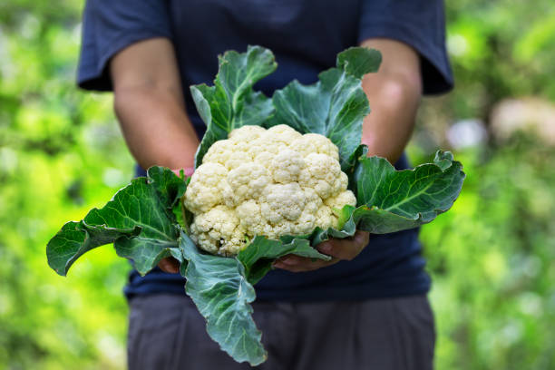 Cauliflower head with leaves in hands of woman farmer stock photo