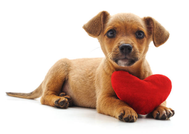 chiot avec cœur. - valentines day friendship puppy small photos et images de collection