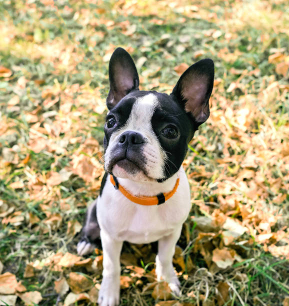 istock Black and white Boston Terrier Puppy 1097067426