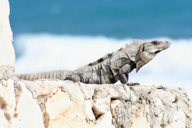 istock Iguana in the sun 1097068618