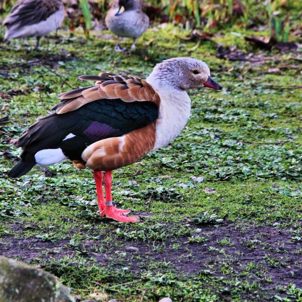 istock A picture of a South African Shelduck 1097069080
