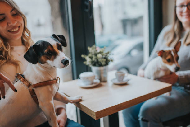 Two young girls with their dogs sit at a coffee shop and drink coffee. stock photo