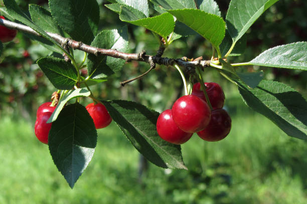 cerises sur une branche d’un arbre - cherry tree morning sunlight sunny photos et images de collection