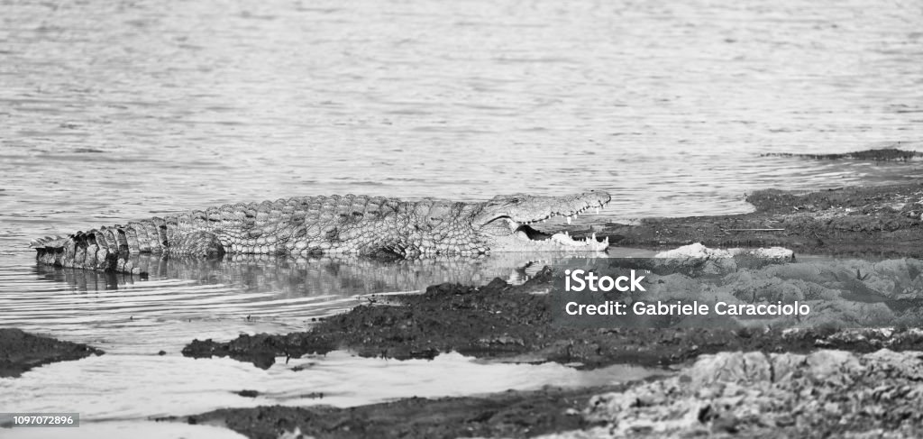 A huge crocodile by the river with open mouth. Black and white photography. Africa Stock Photo