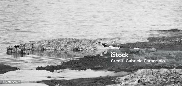 A Huge Crocodile By The River With Open Mouth Black And White Photography Stock Photo - Download Image Now